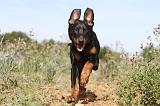 BEAUCERON - PUPPIES 030